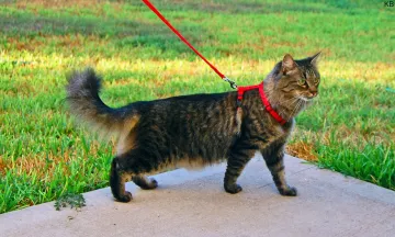 Passeggiare con il gatto: perchè e come?