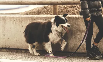 Dog Walking Do’s and Don’ts: How to Offer a Safe and 5-Star Dog Walking Service