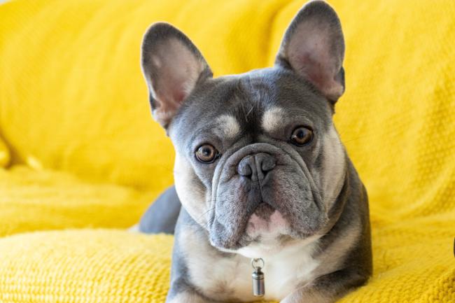 what is the best dog for a small apartment