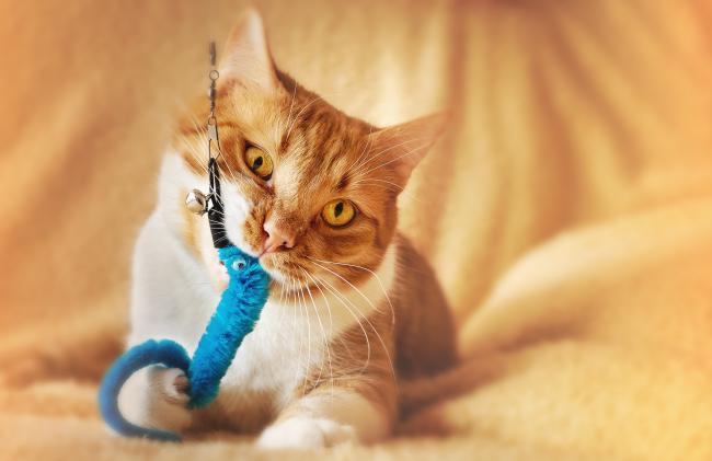 ginger cat playing with toy