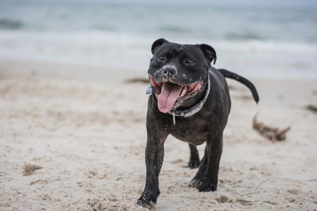 Dark Staffordshire Terrier on the beach